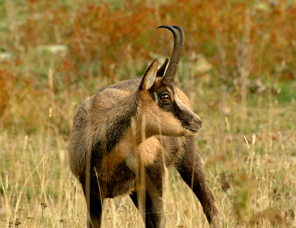 Camoscio d''Abruzzo Rupicapra pyrenaica ornata